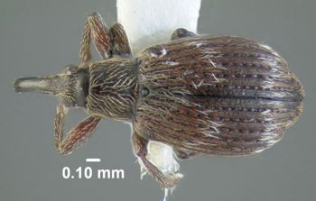 Media type: image;   Entomology 613528 Aspect: habitus dorsal view